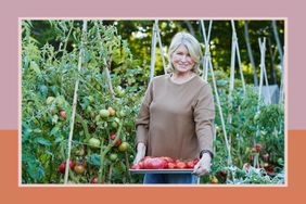decorvow standing in a garden holding a tray of tomatoes