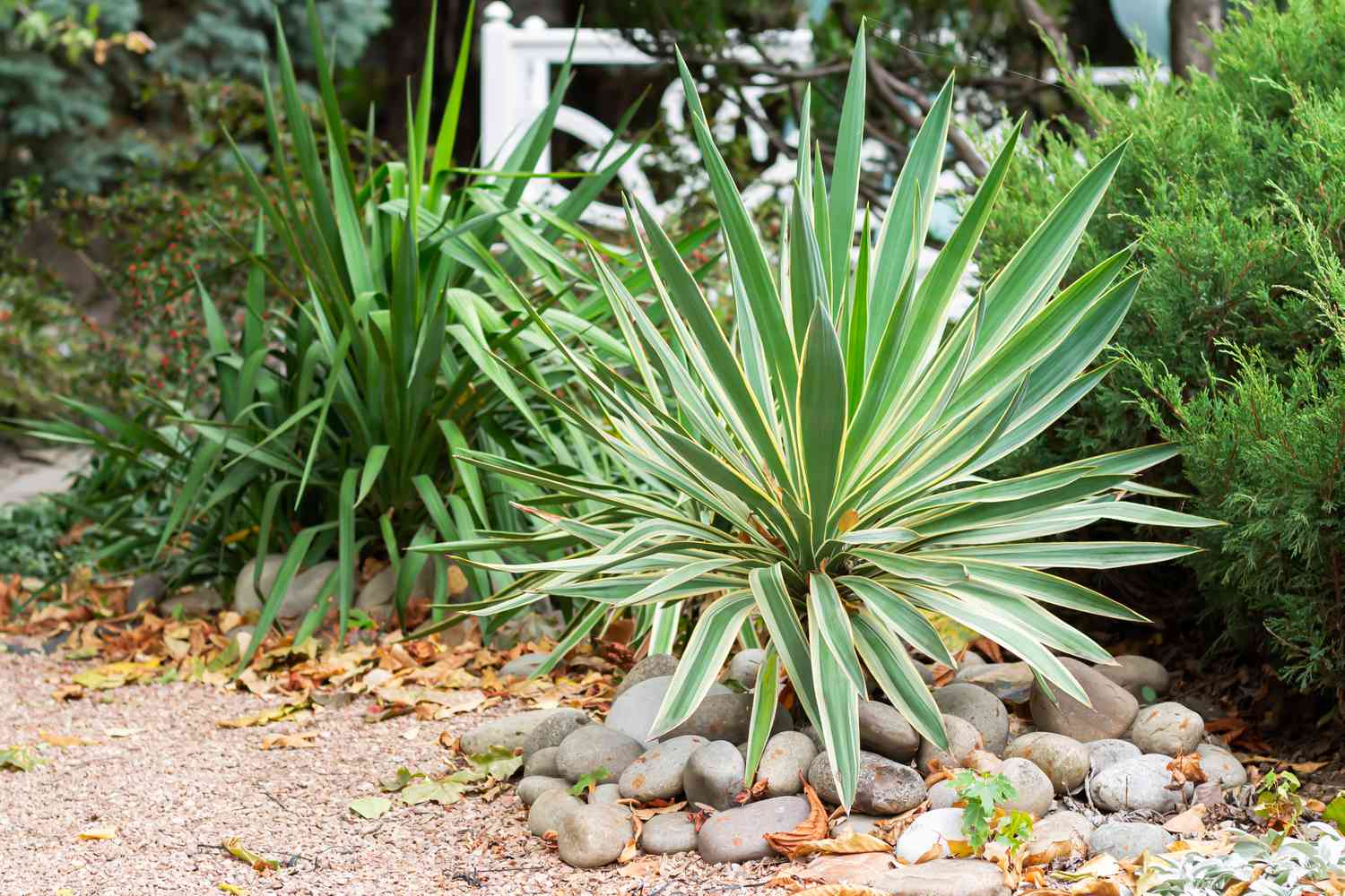 Yucca plants