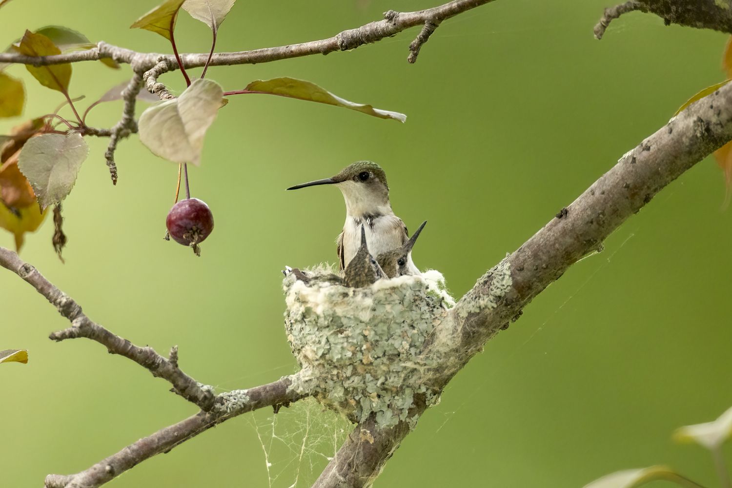 Hummingbird sitting on a nest on a branch with leaves and a small red fruit hanging nearby