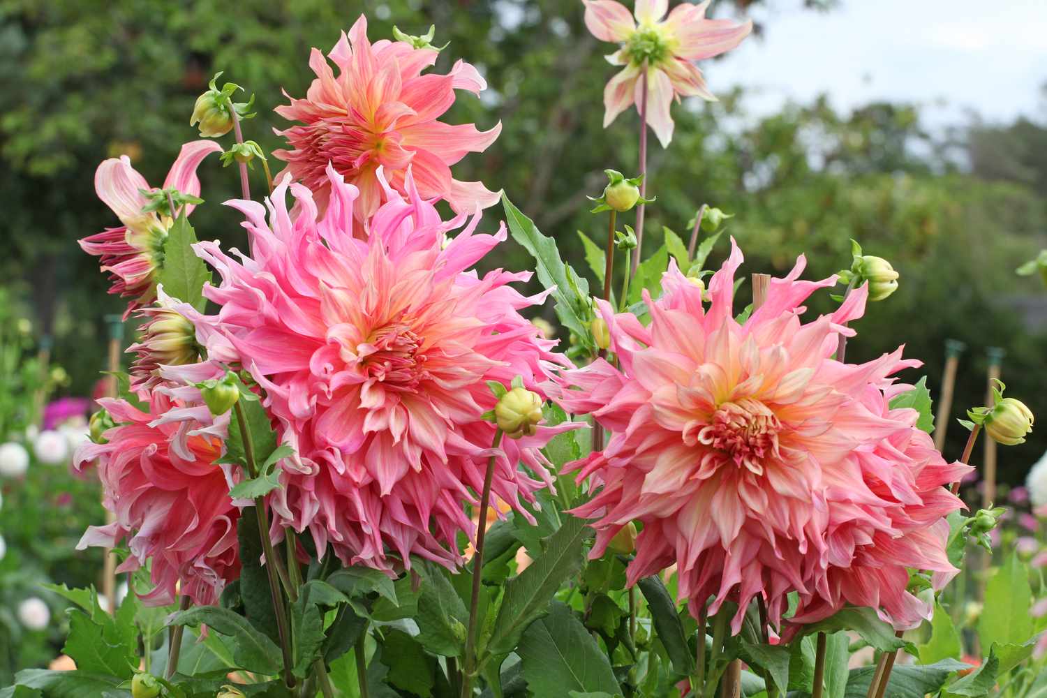 Large blooming flowers in a garden setting