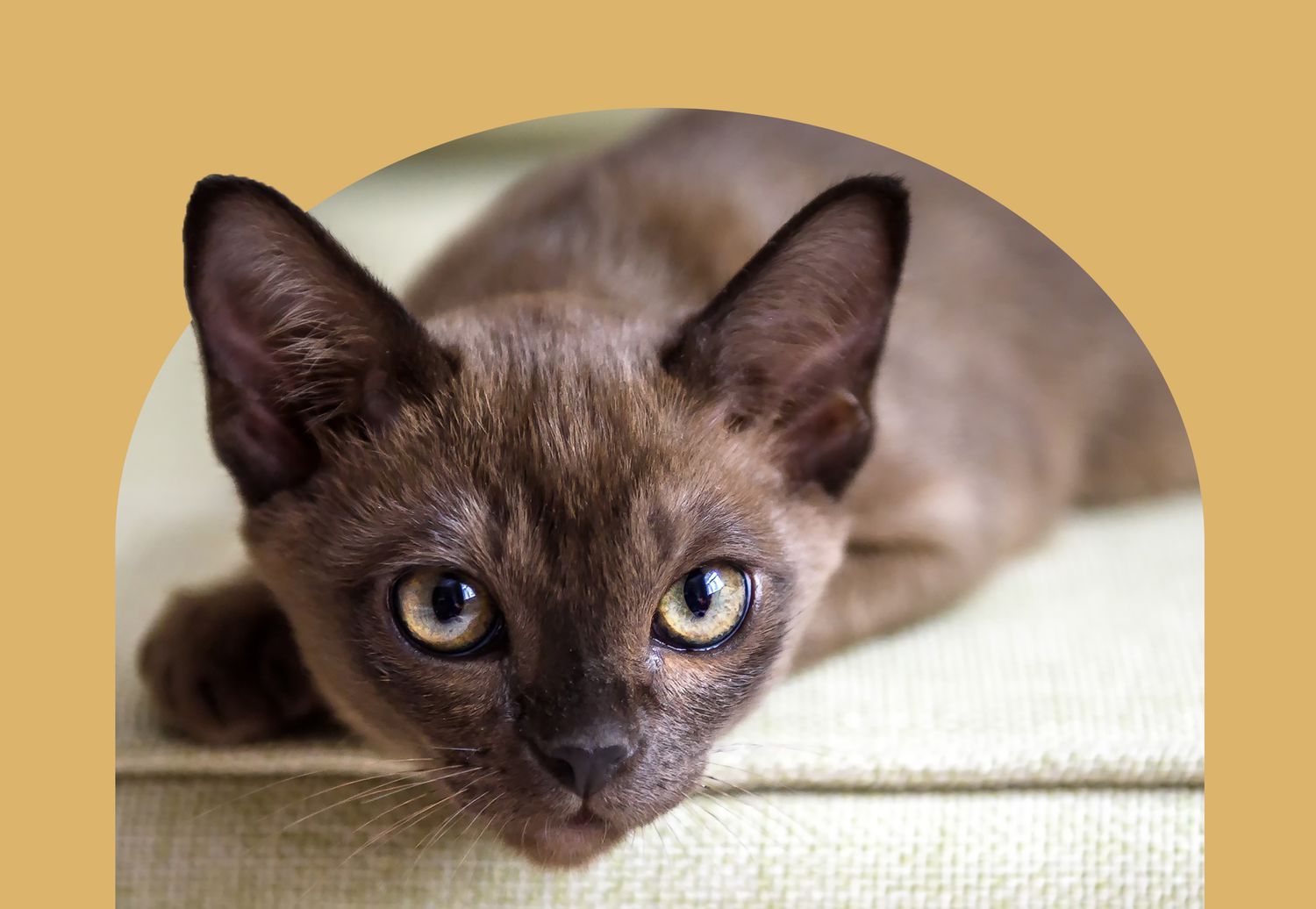 burmese cat