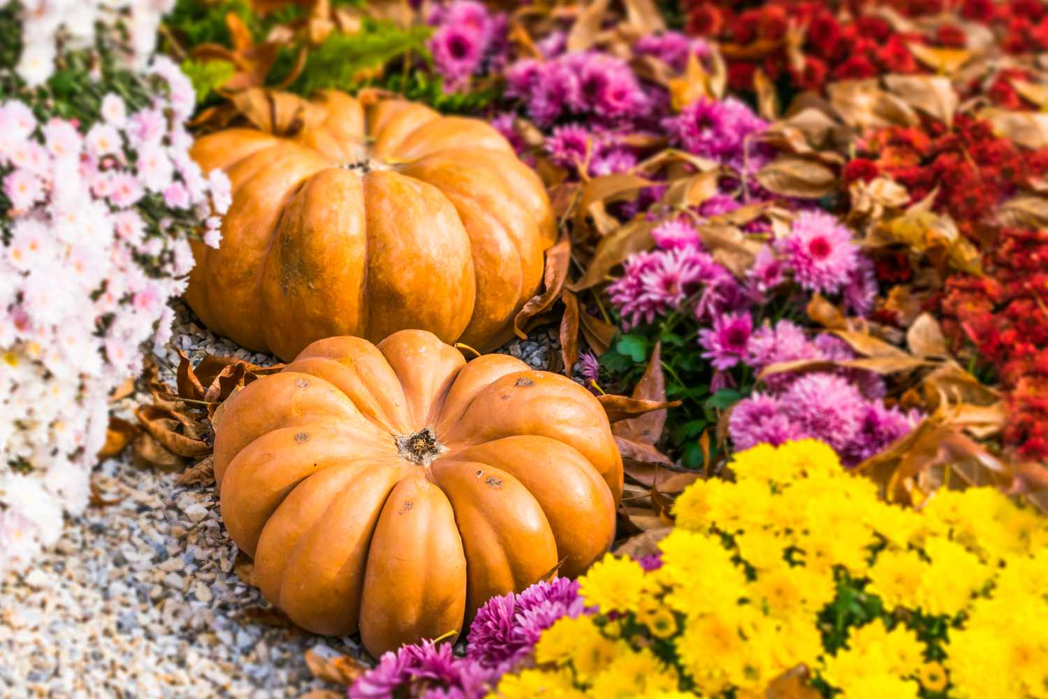 Pumpkins and mums in garden