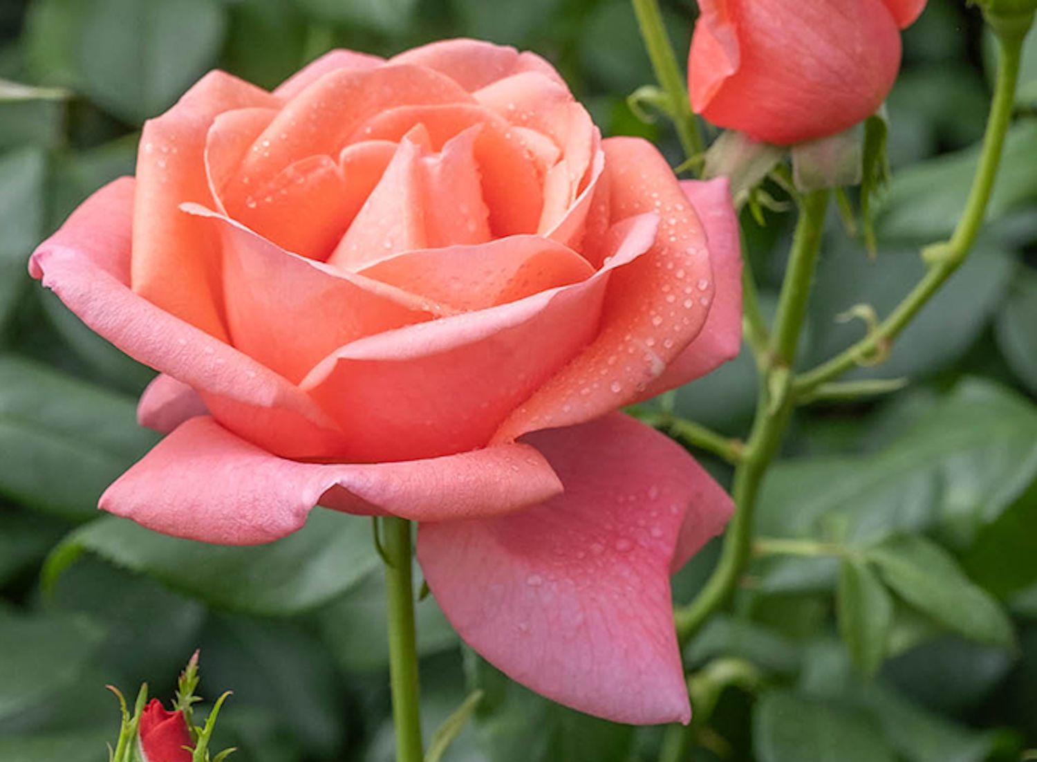 Coral pink rose