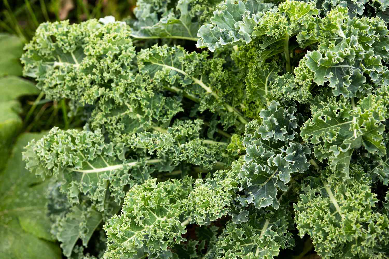 Kale in garden