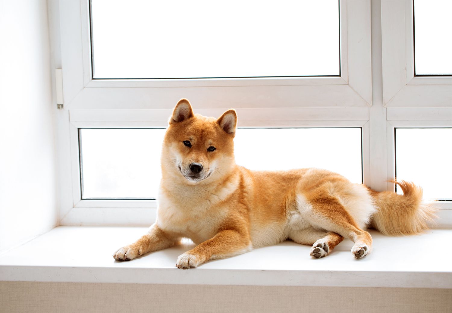 Japanese Shiba Inu dog near a window at home