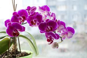 Violet blooming orchid near a window