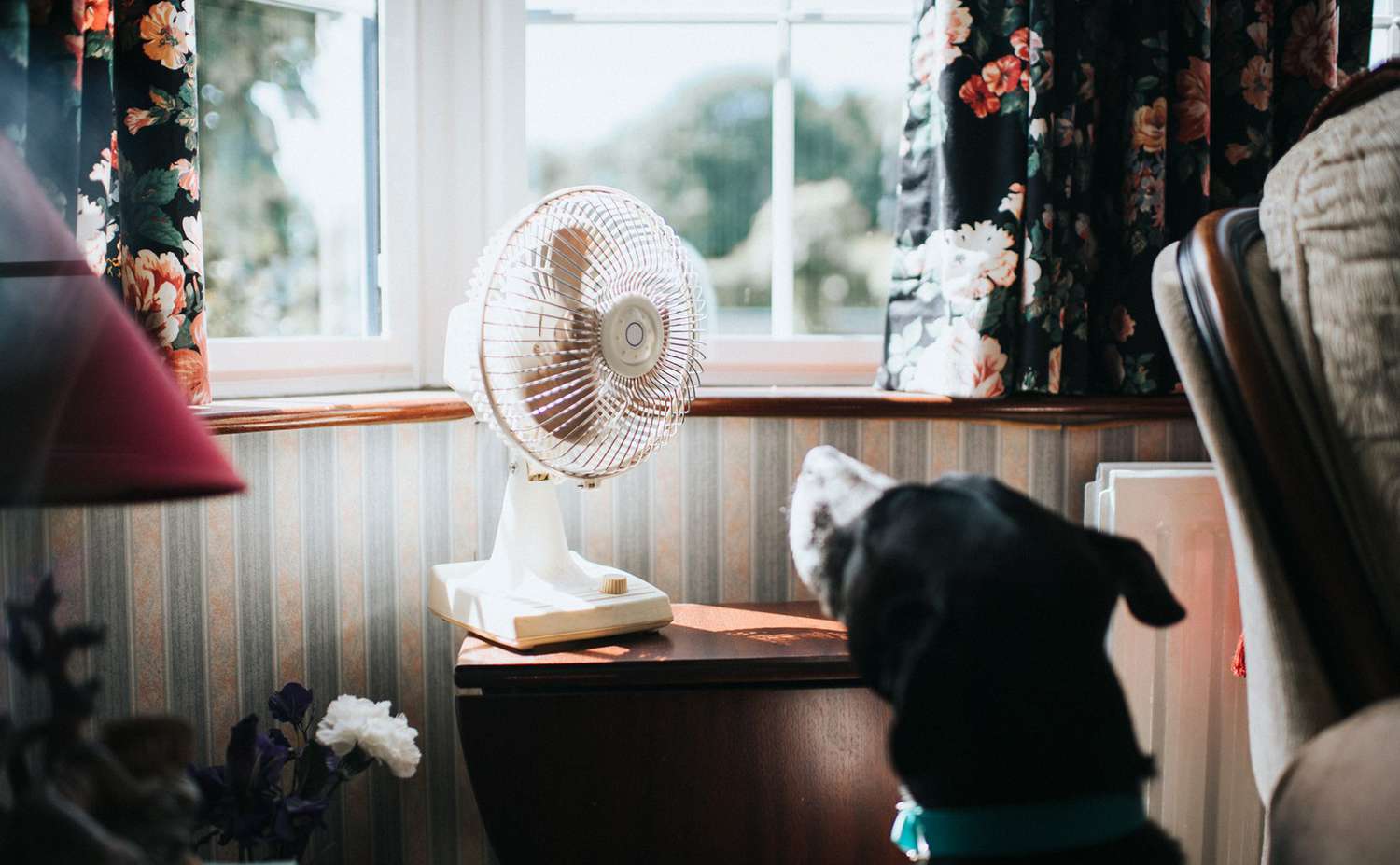 A table fan on a side table near a window with a dog looking towards it, floral curtains in the background