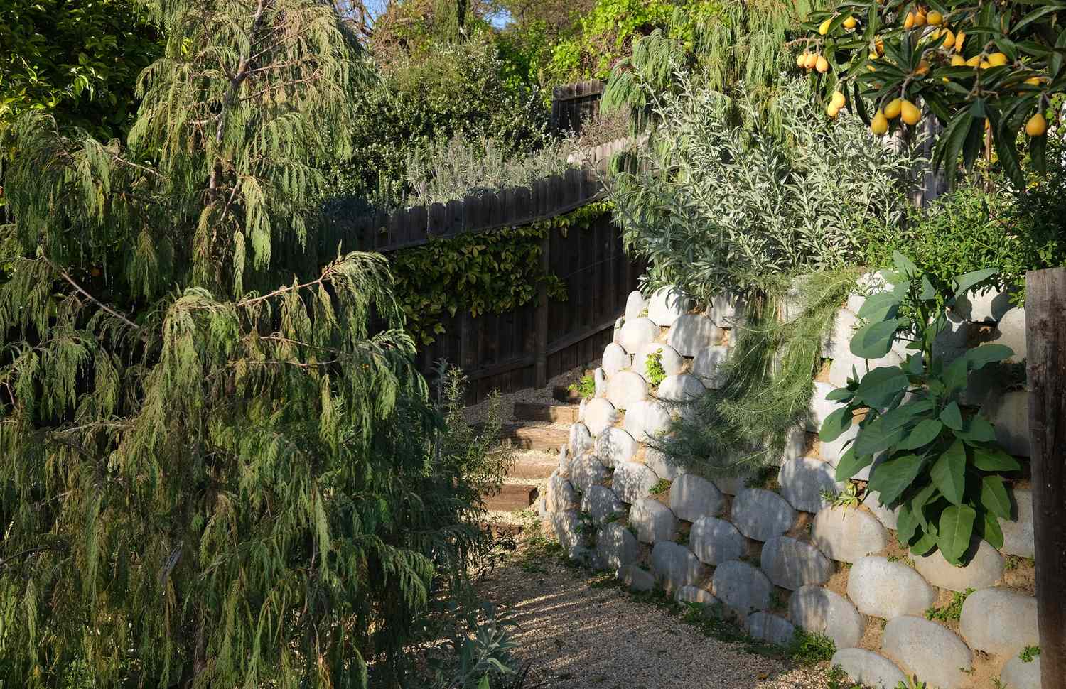 Deep rooted plants and ground covers in a sloped backyard