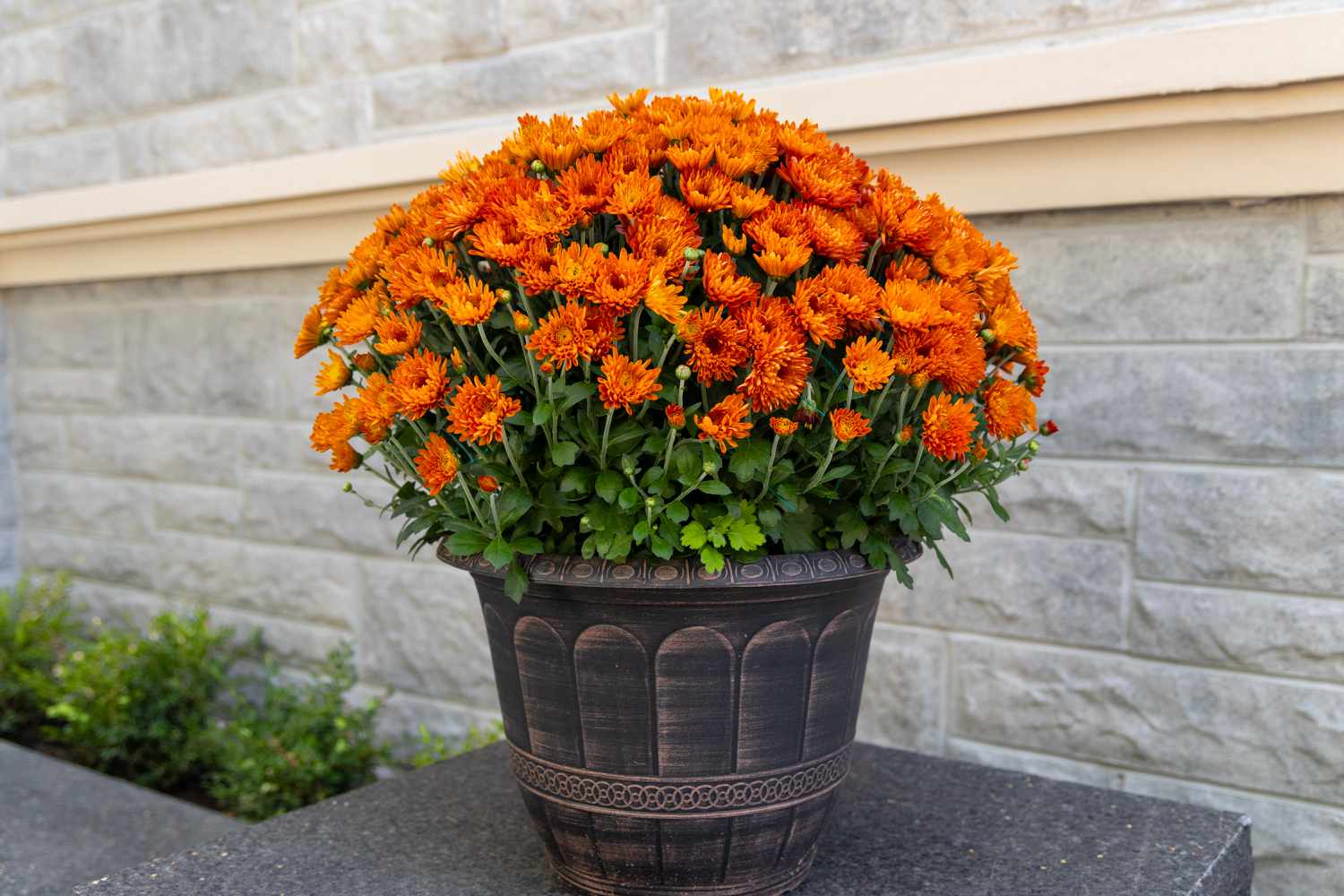 Pot of flowers on a stone surface outdoors