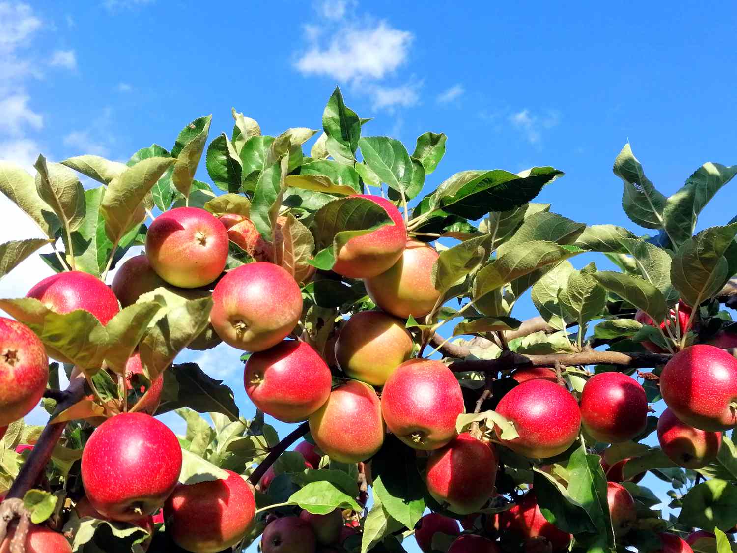 A tree branch with apples hanging from it