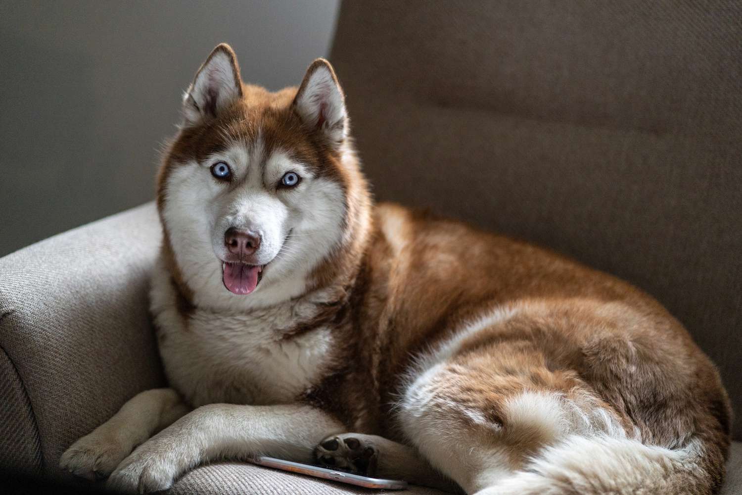 Siberian Husky