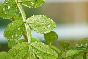 whiteflies on leaves of plant in garden