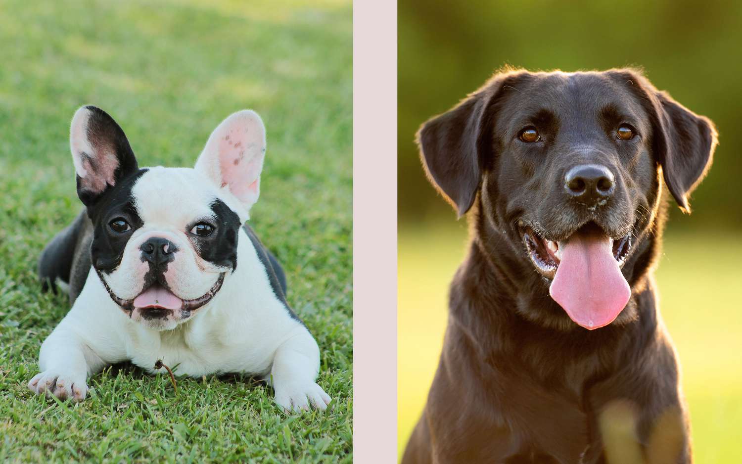 Lab and french bull dog