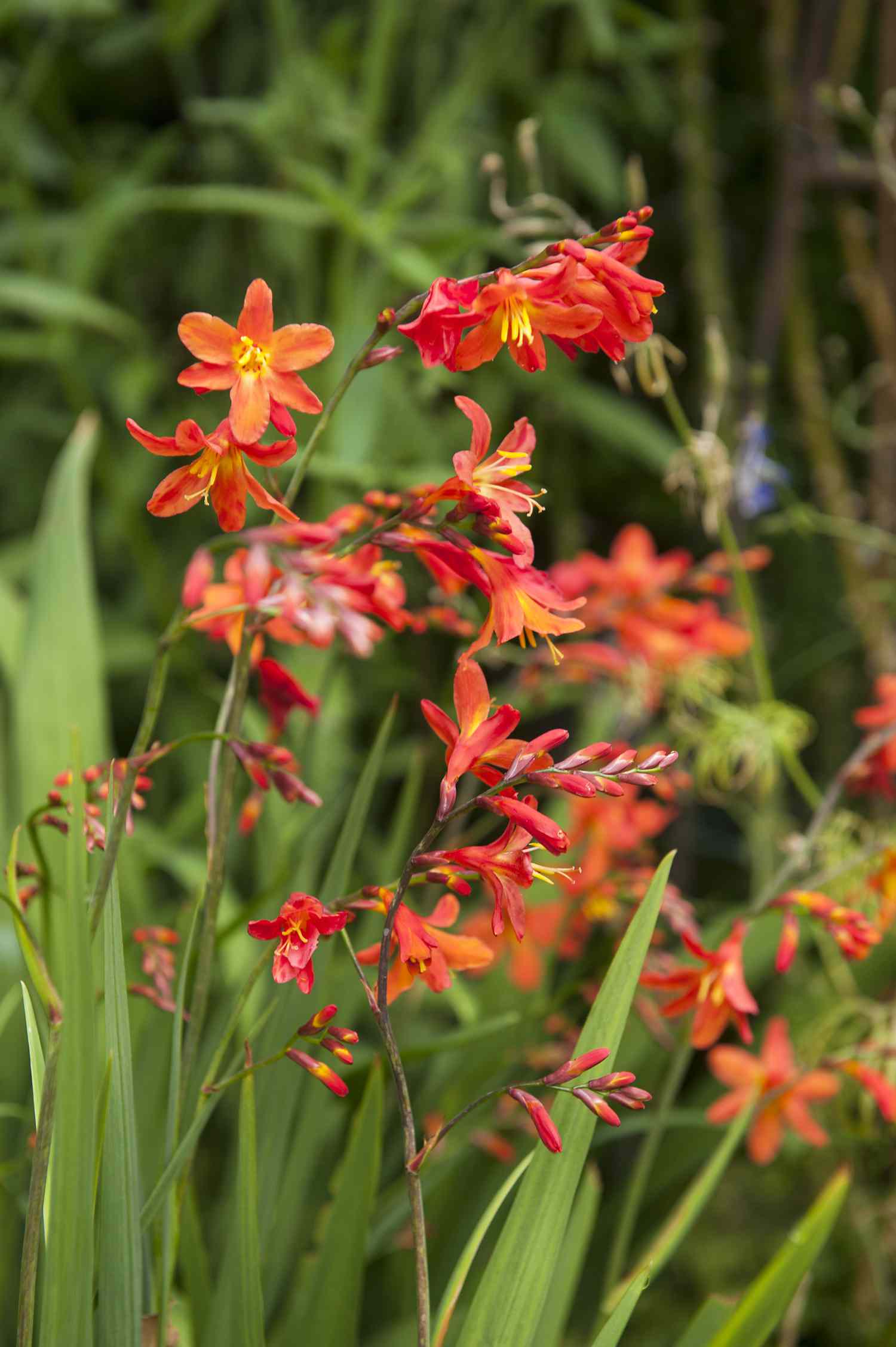 orange, red flower in garden