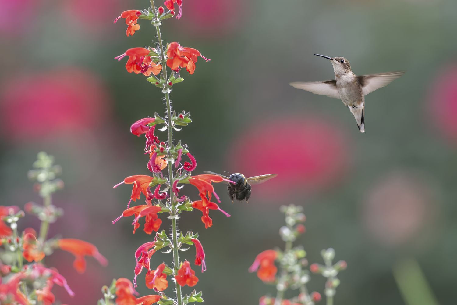 Scarlet Salvia (Salvia splendens)
