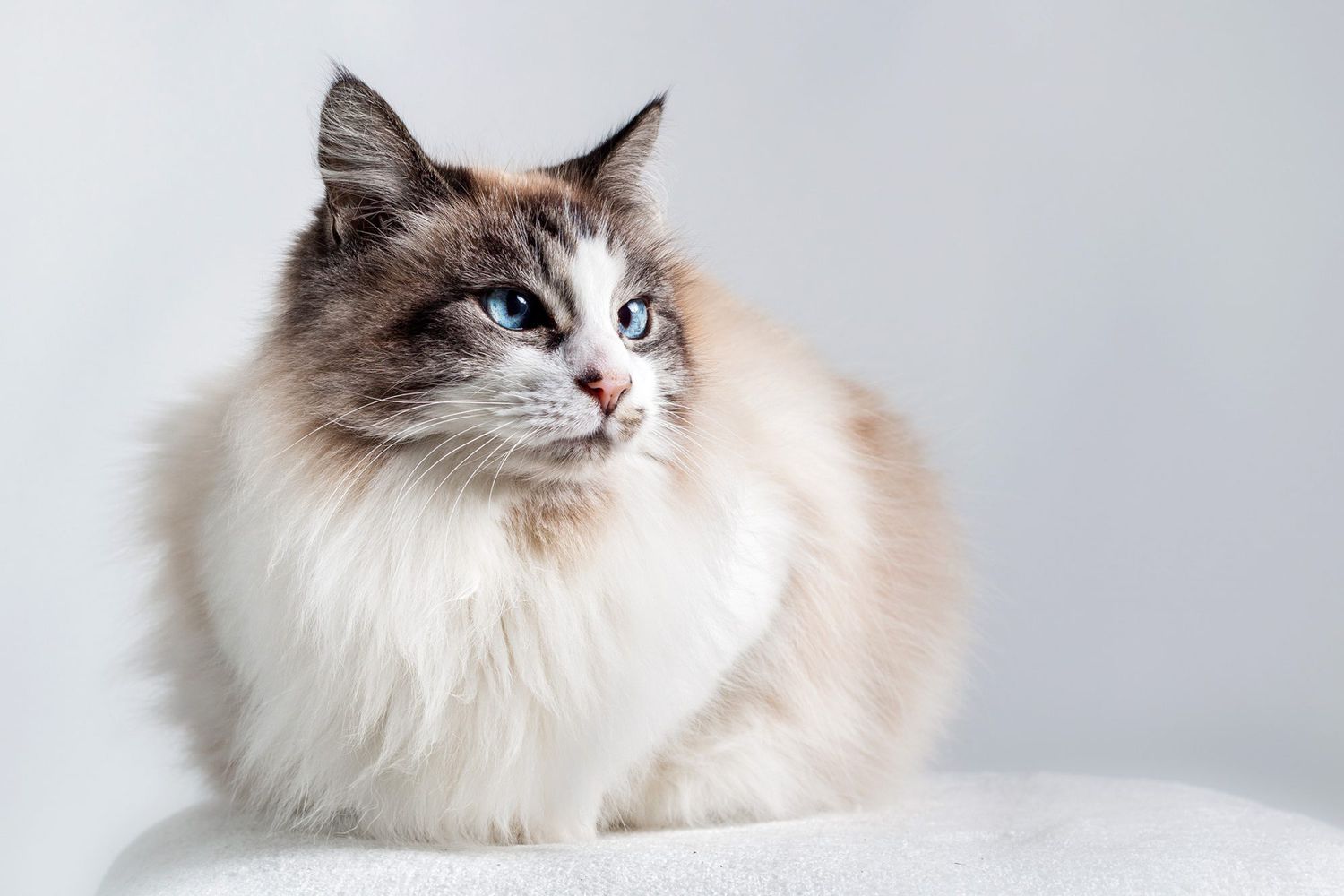 Long hair domestic Ragdoll cat -