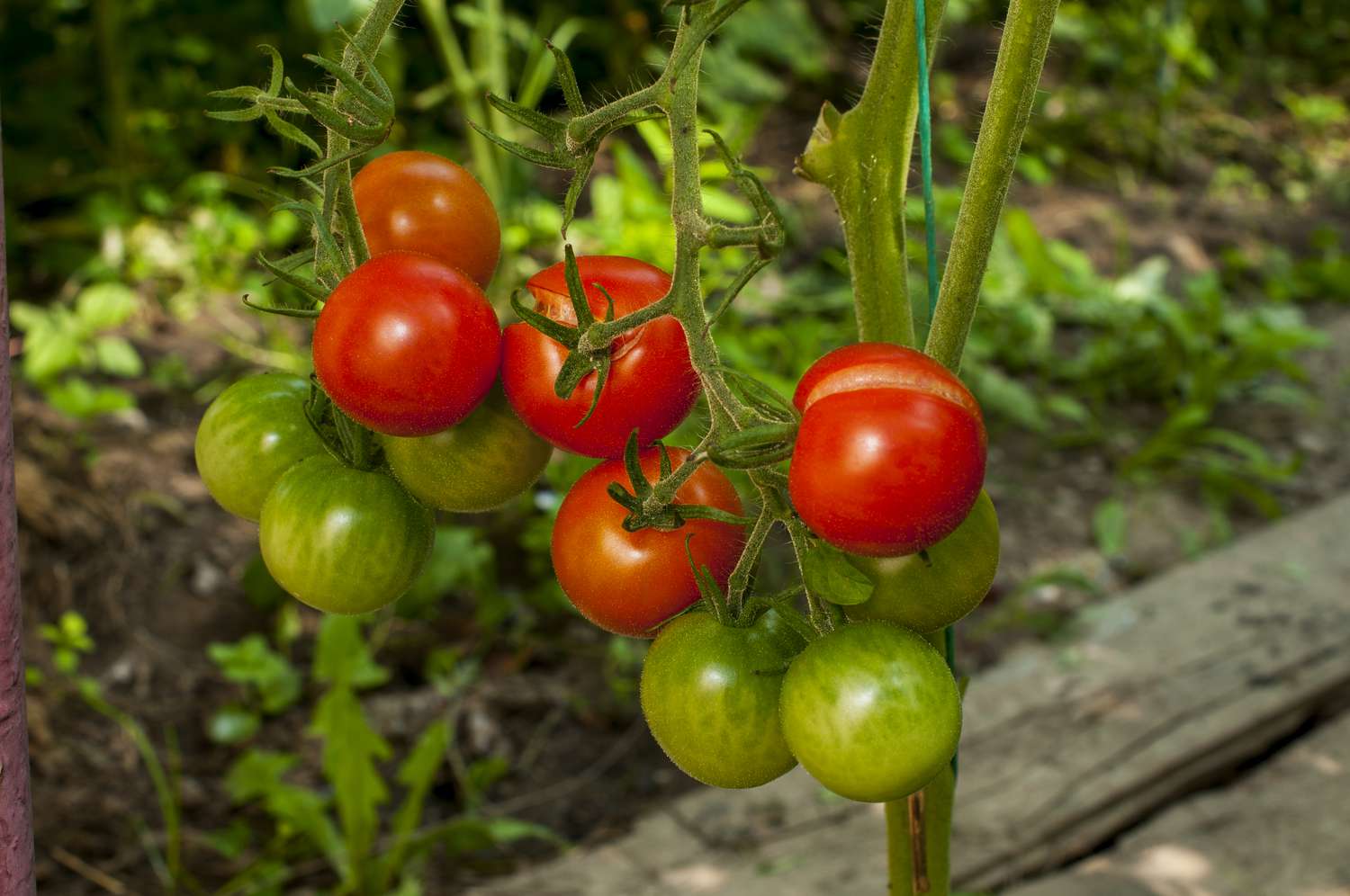 cherry tomatoes growing in a garden