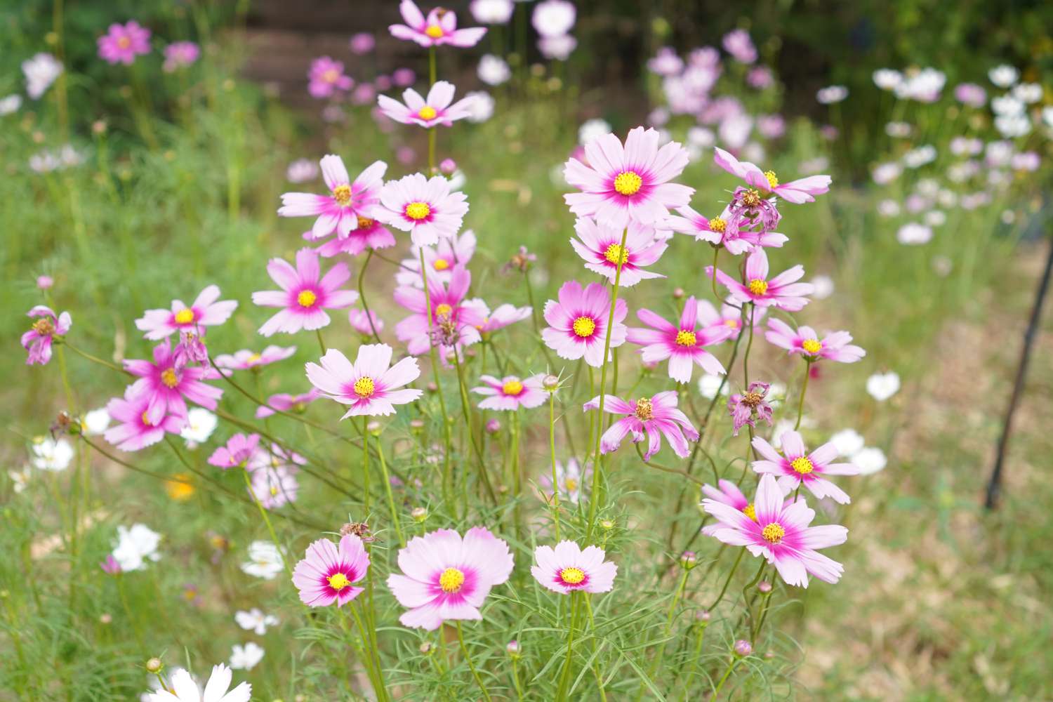 pink and yellow cosmos flowers in a field