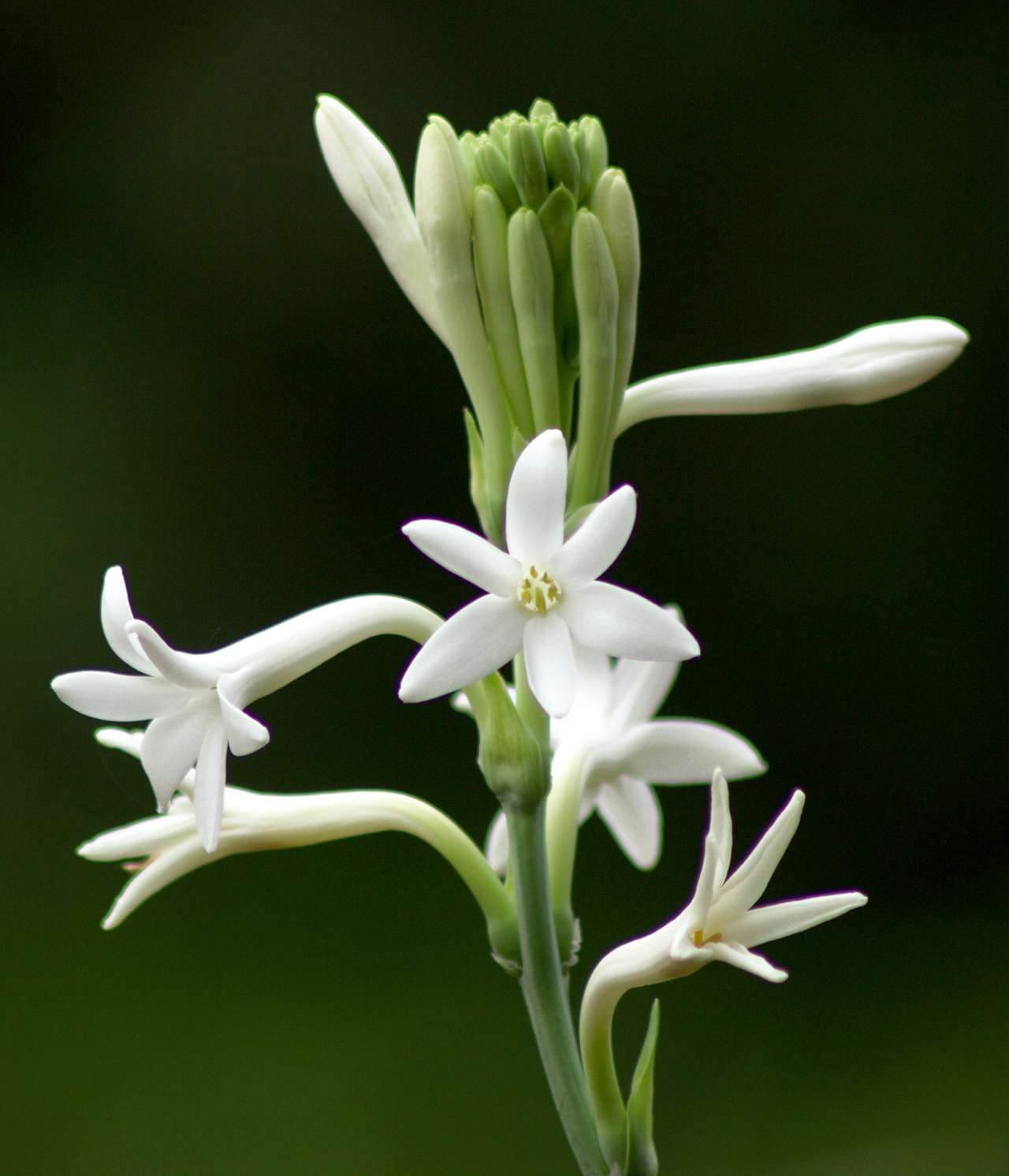 Tuberose fall white flowers