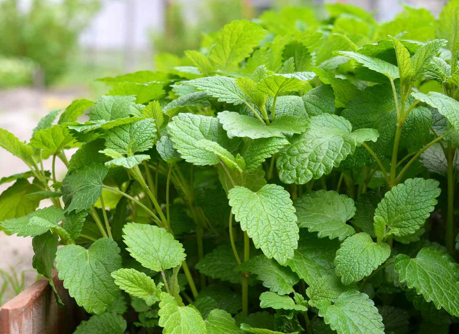 lemon balm plant growing outside