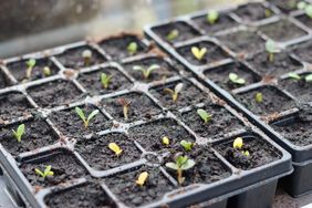 Seedlings sprouting in small compartments of soil in plastic trays