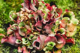 Pitcher plant