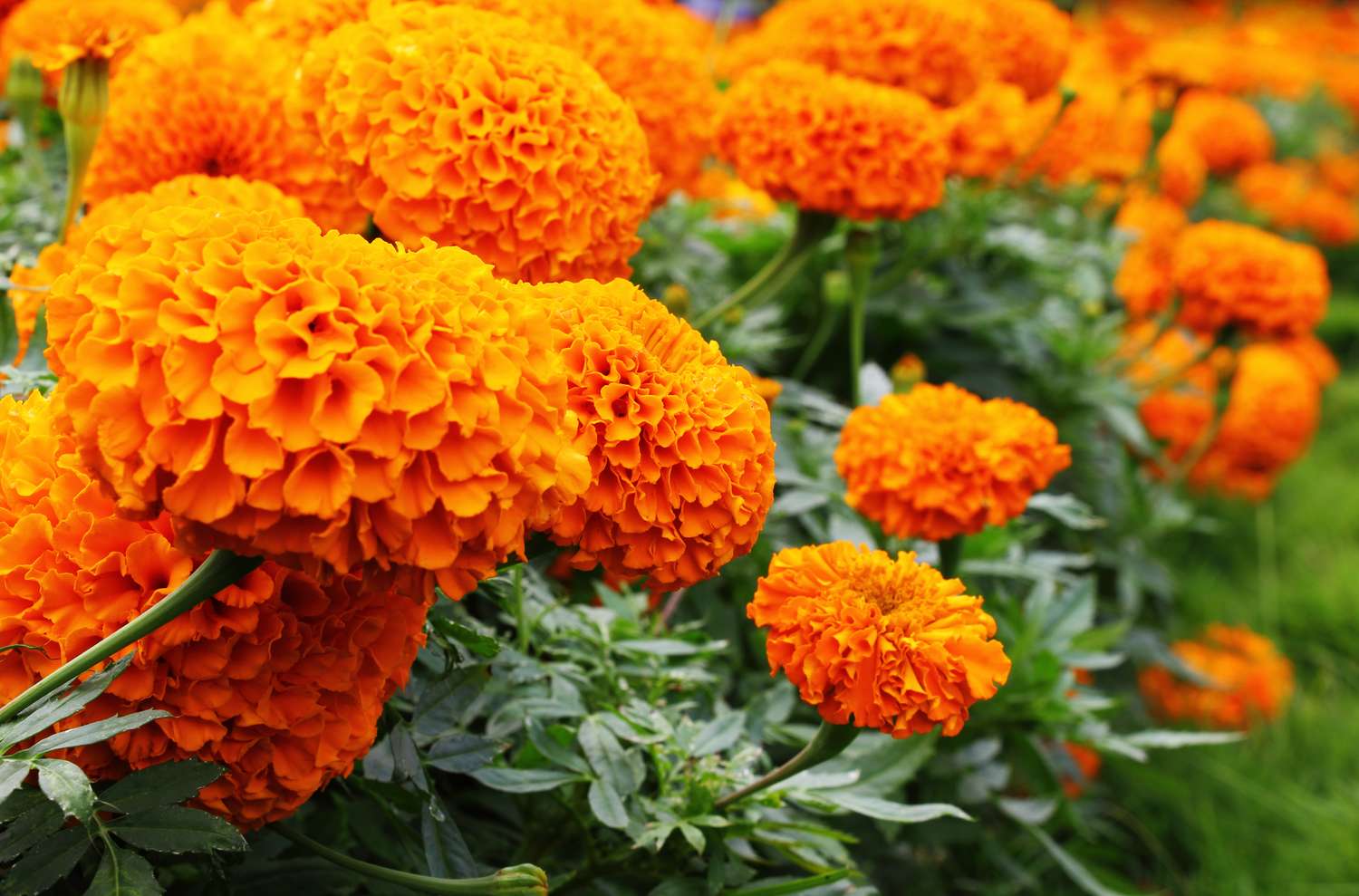 A hedge of bright, orange marigolds