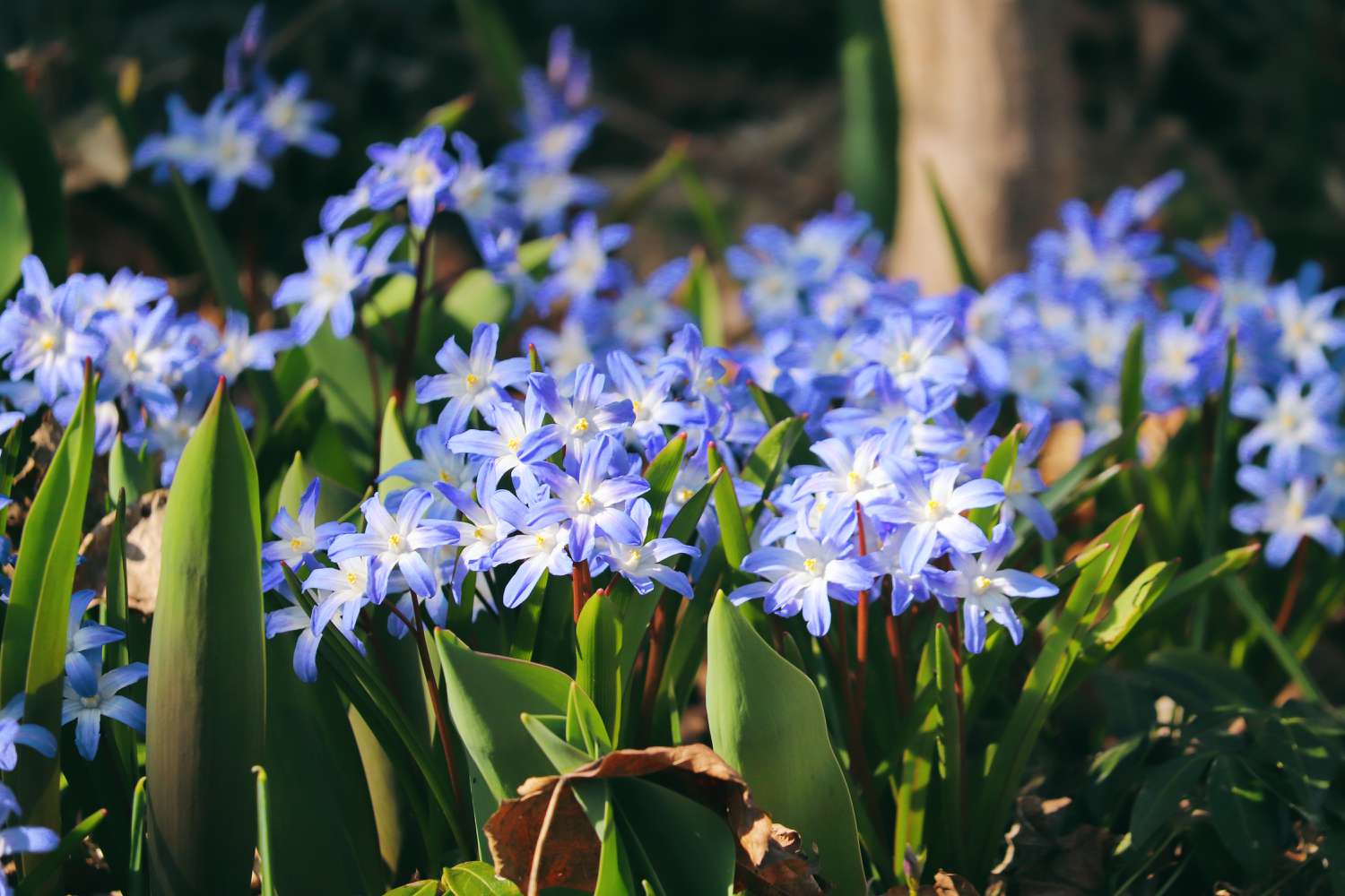 Blue glory of the snow flowers with star-shaped blooms