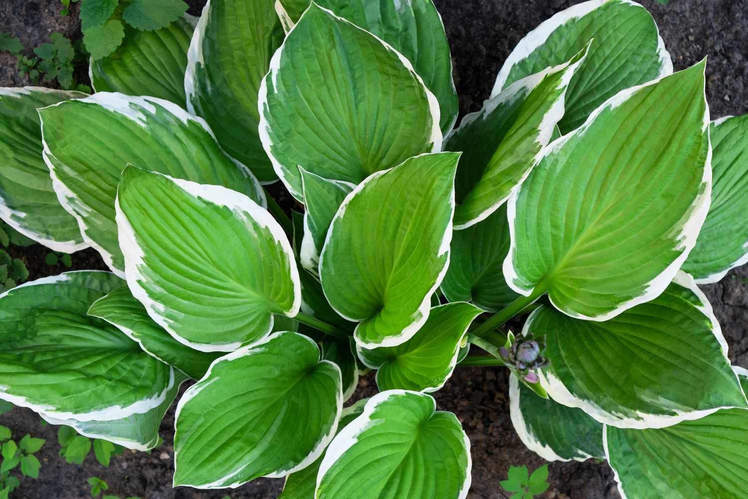 Francee Hosta