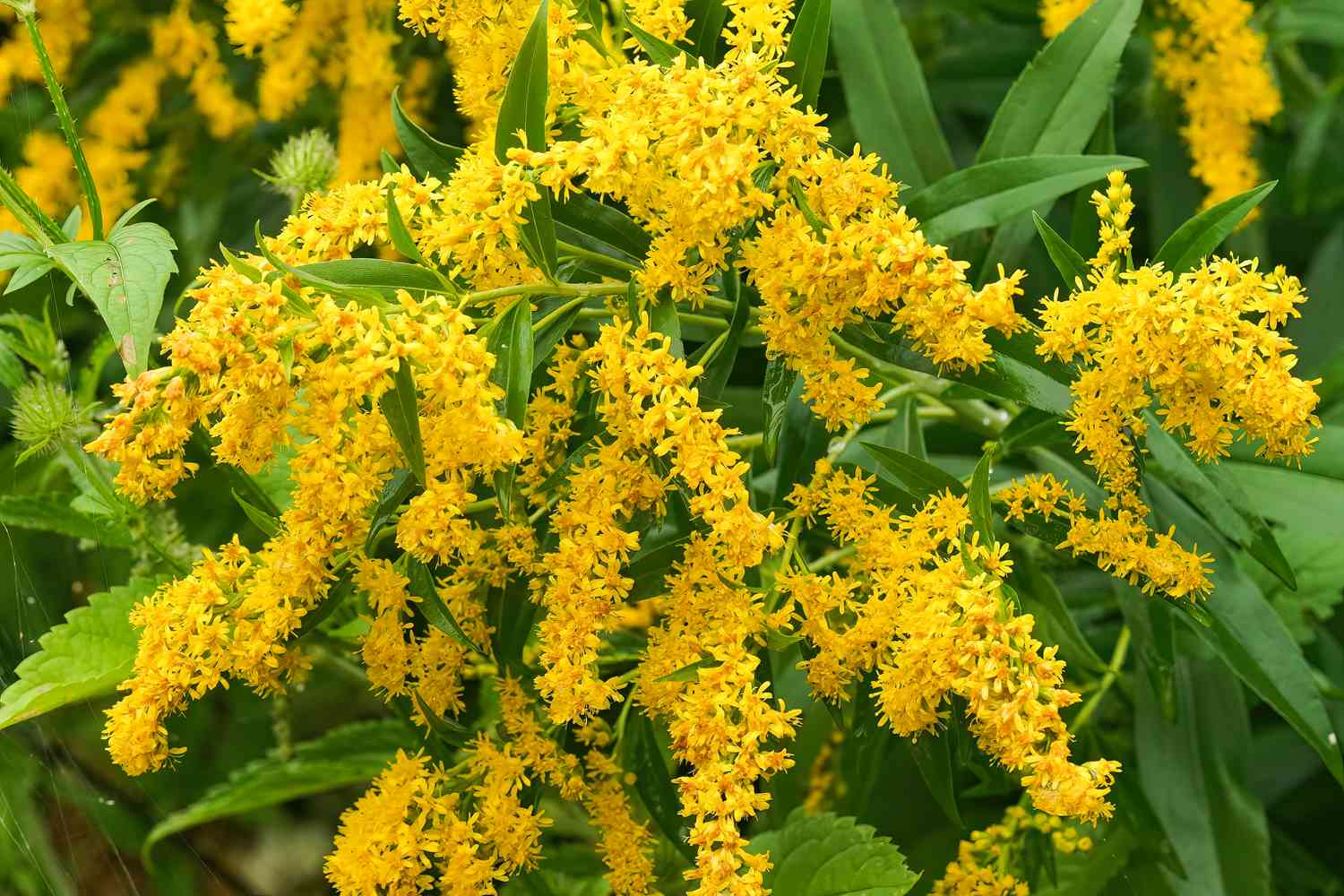 Goldenrod 