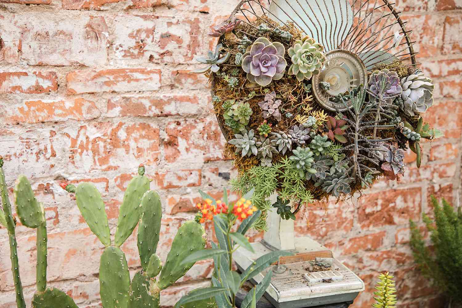 Upcycled succulent garden