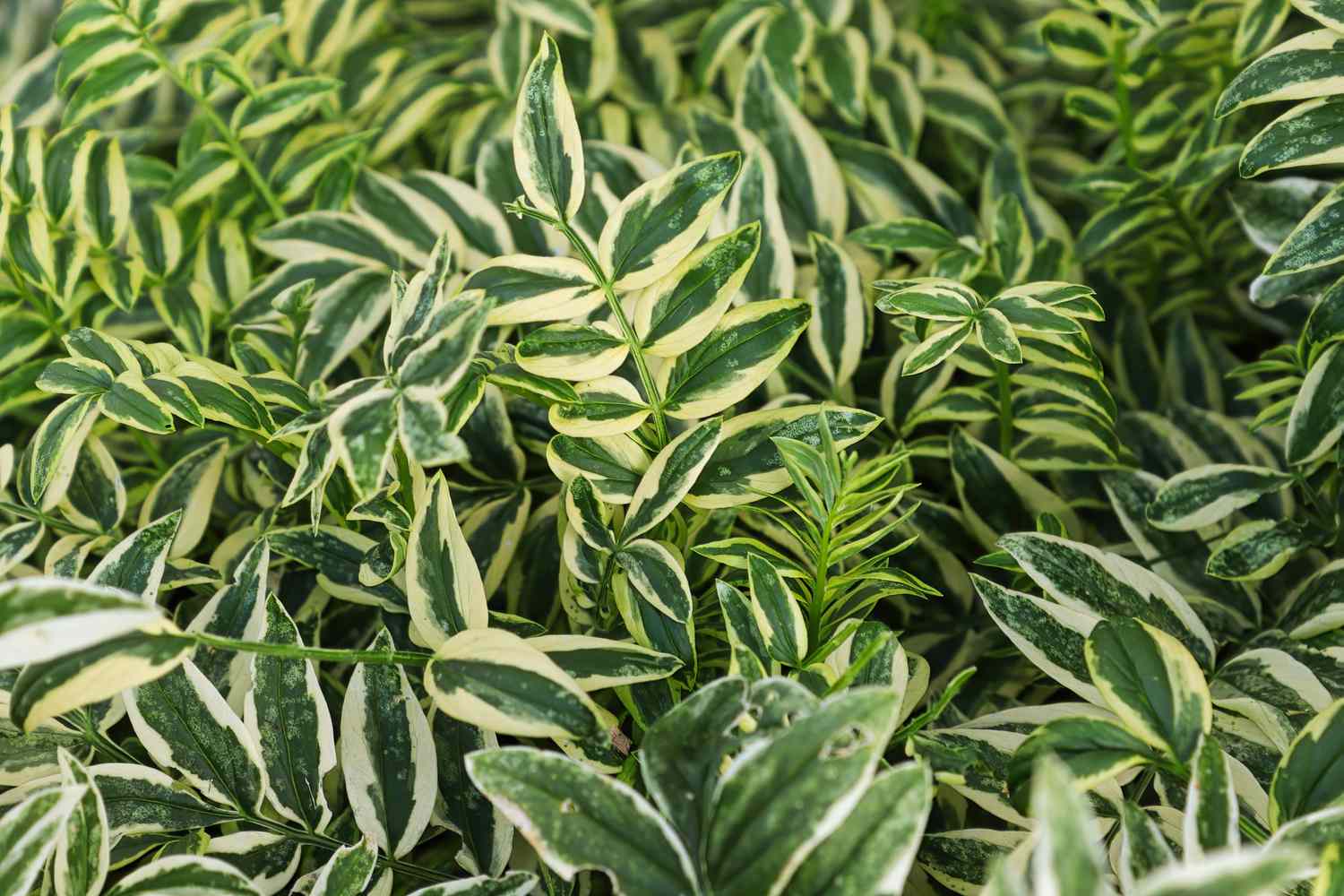 Jacob's Ladder plant