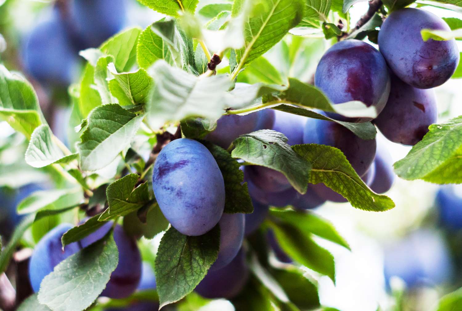 Plums growing on a tree branch with green leaves surrounding them