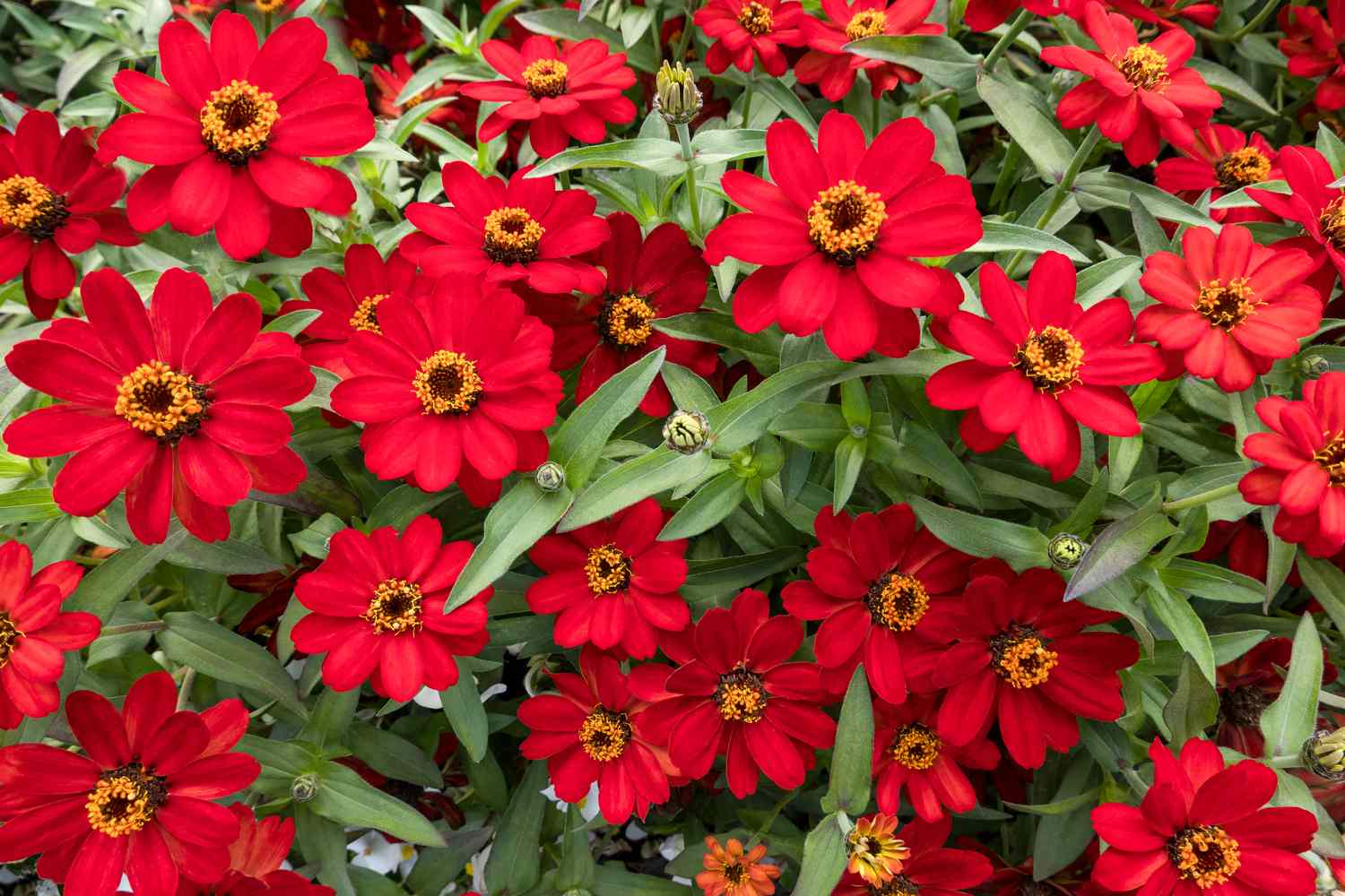 Red Profusion Zinnia