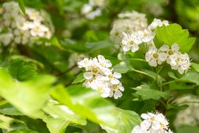 Cluster of small white flowers surrounded by green leaves in natural sunlight