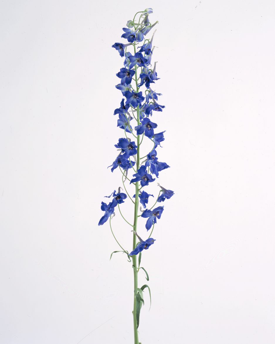 flower-glossary-delphinium-a98432-0415.jpg