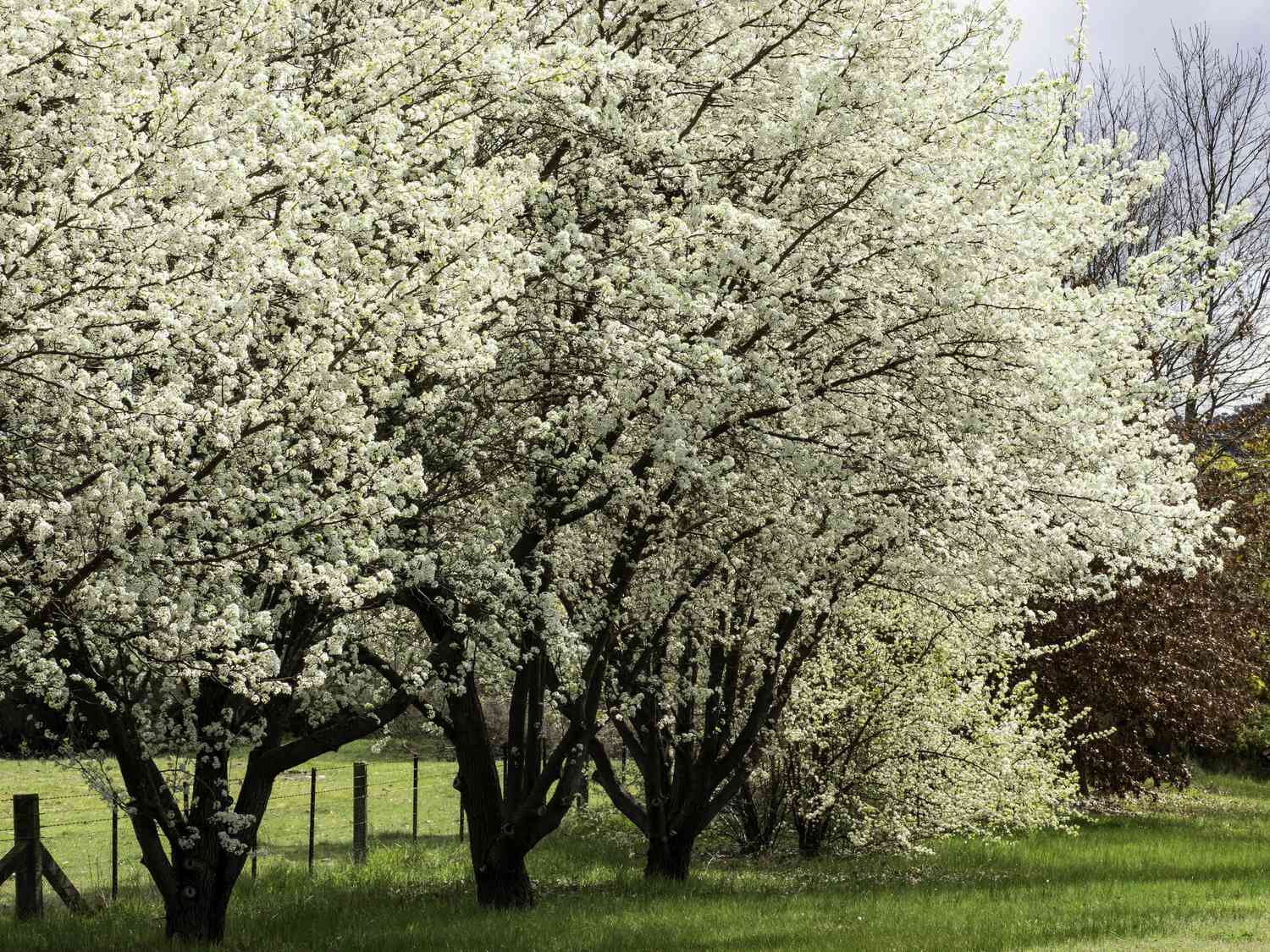 bradford pear trees