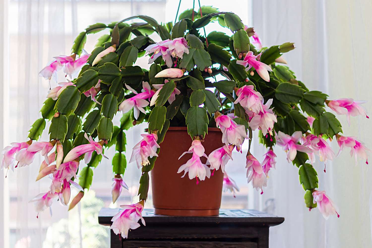 A potted Christmas cactus with its distinctive pink and white flowers in full bloom placed on a dark wooden surface indoors
