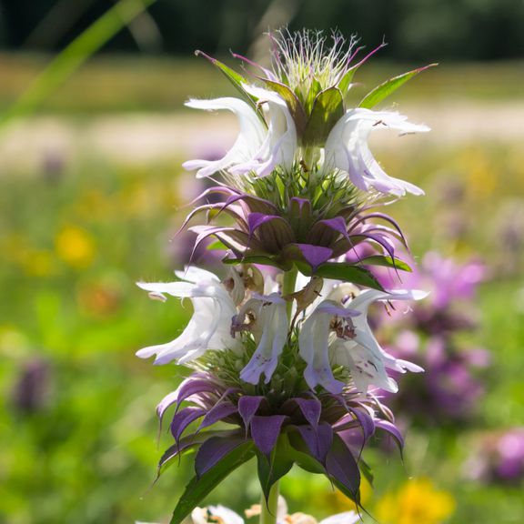 Lemon Beebalm