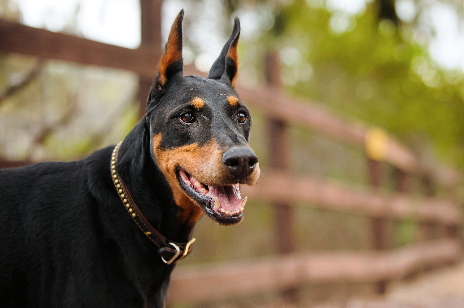 Doberman Pinscher