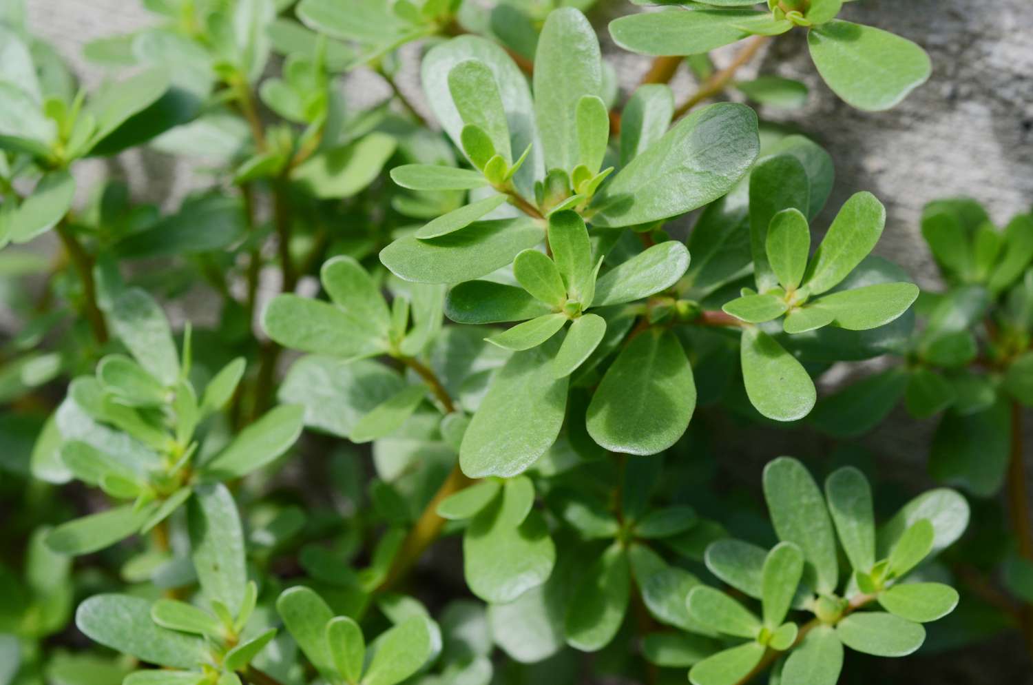 Purslane plant