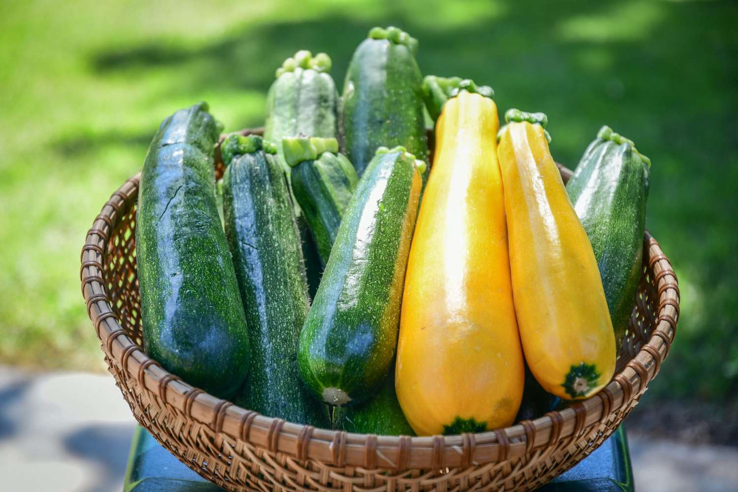summer squash in a bowl