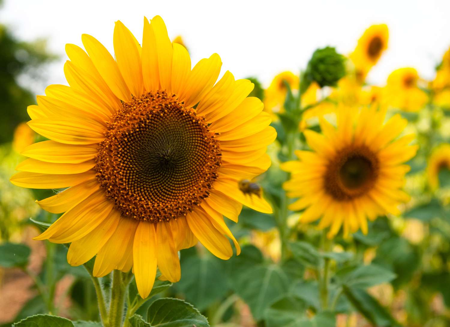 Close up of sunflowers blooming in a garden