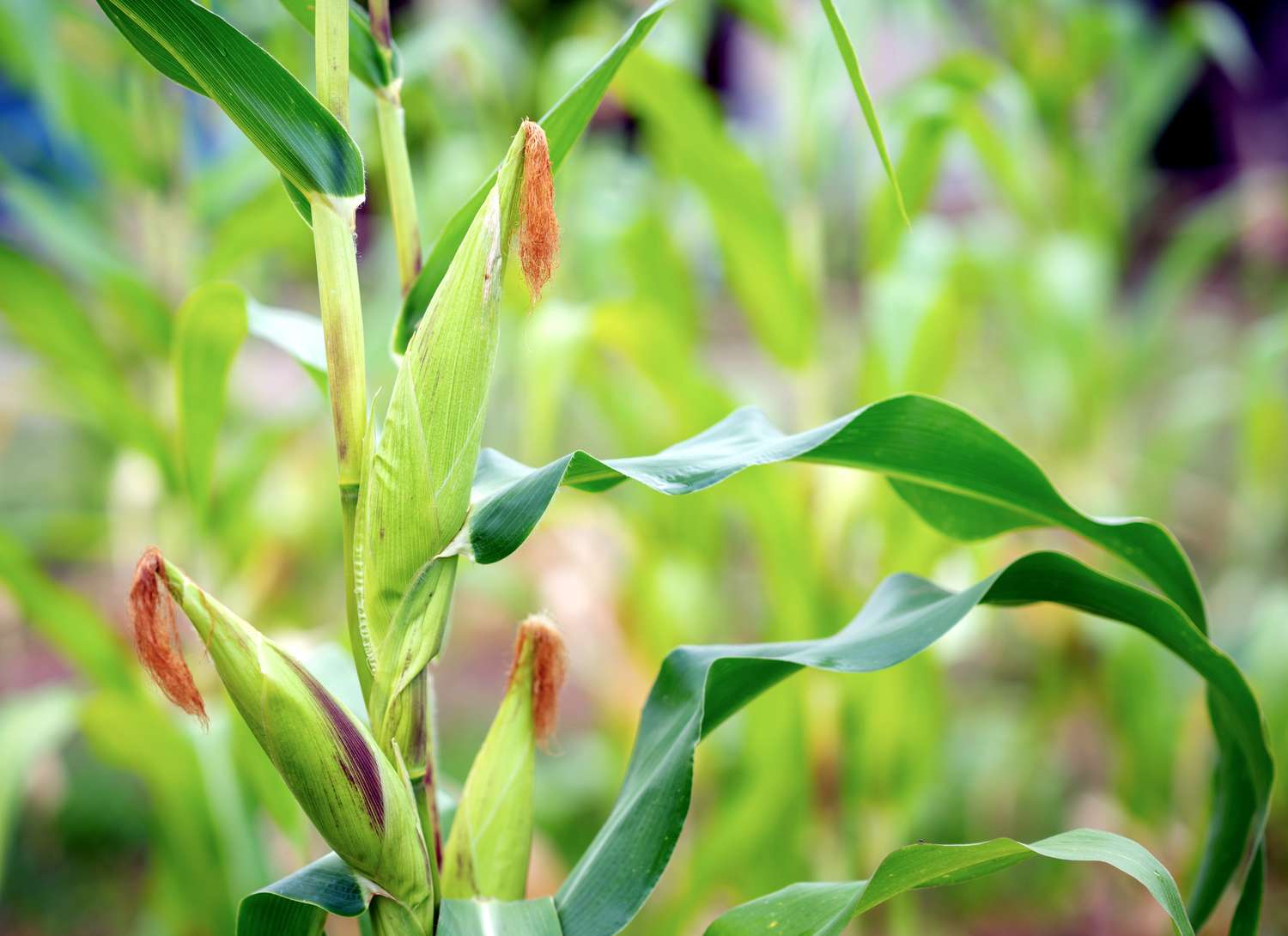 corn stalks in a field