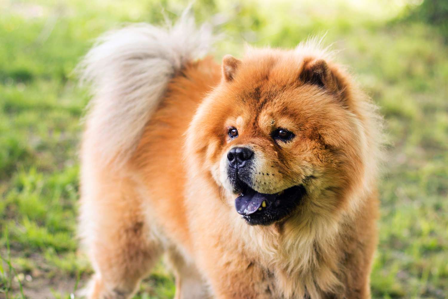 Chow Chow dog