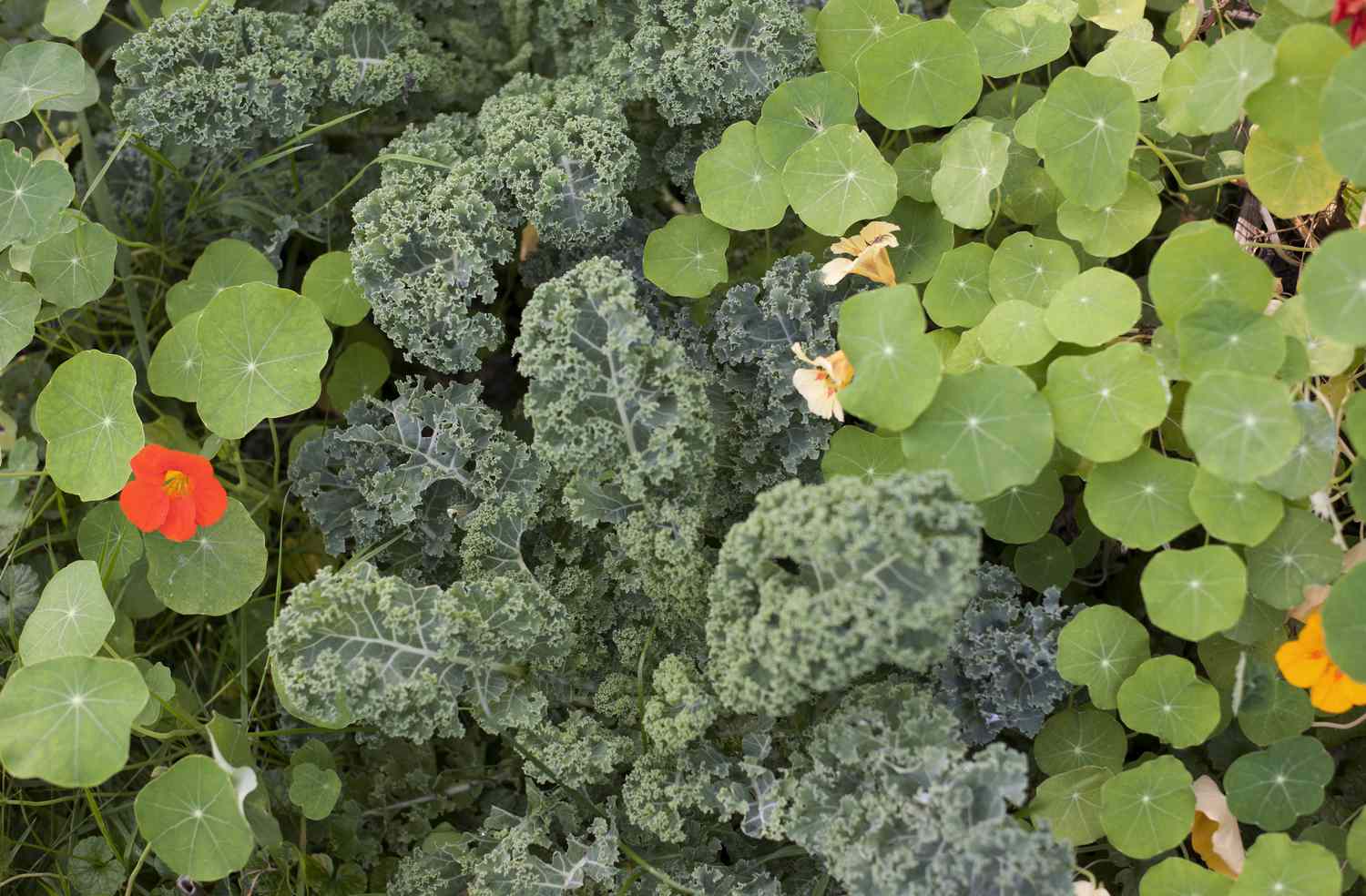 Kale and Nasturtiums