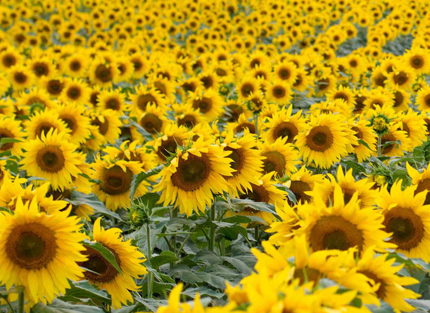 field of blooming sunflowers