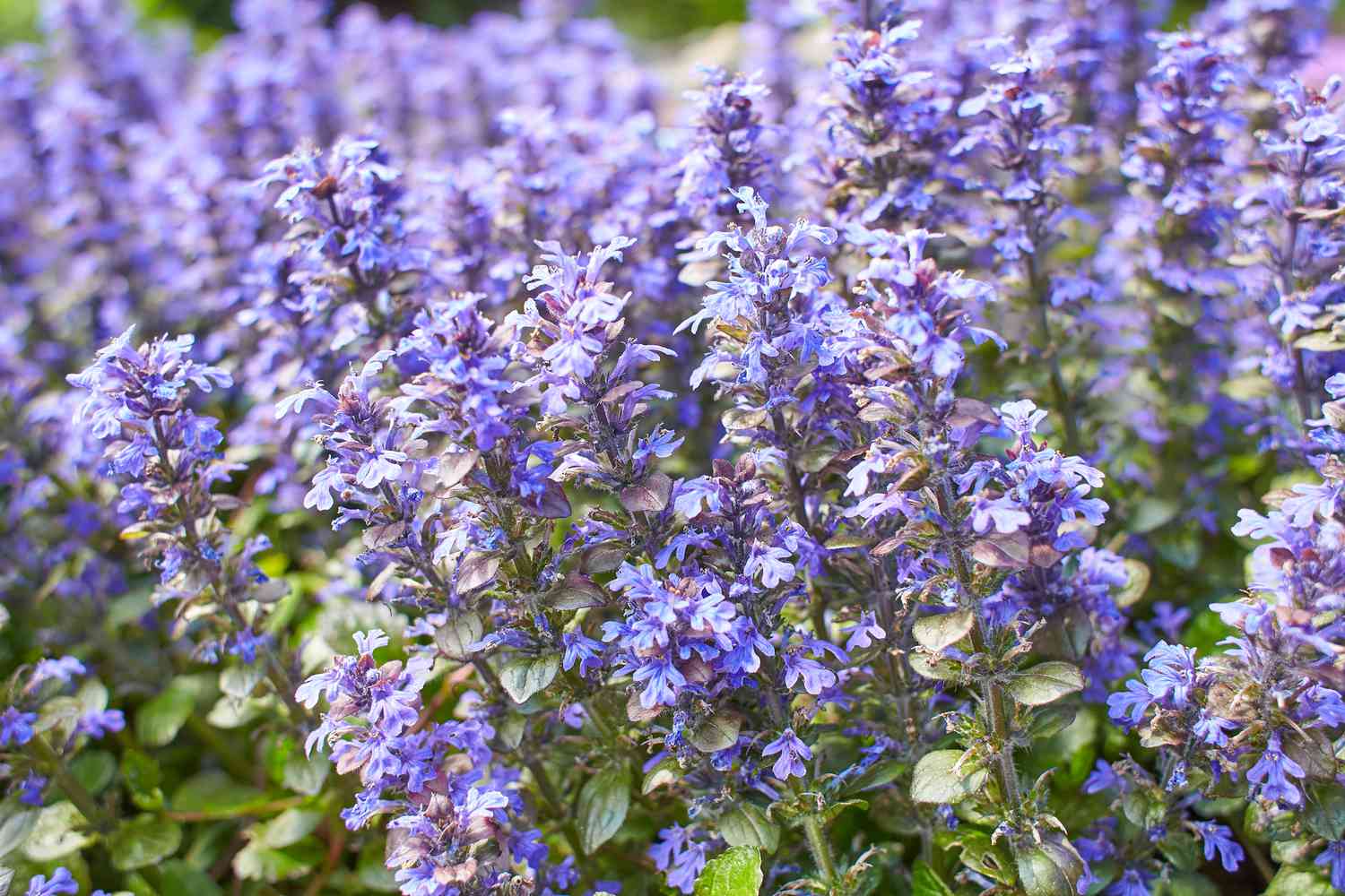 Close-up of a field of purple flowers in bloom