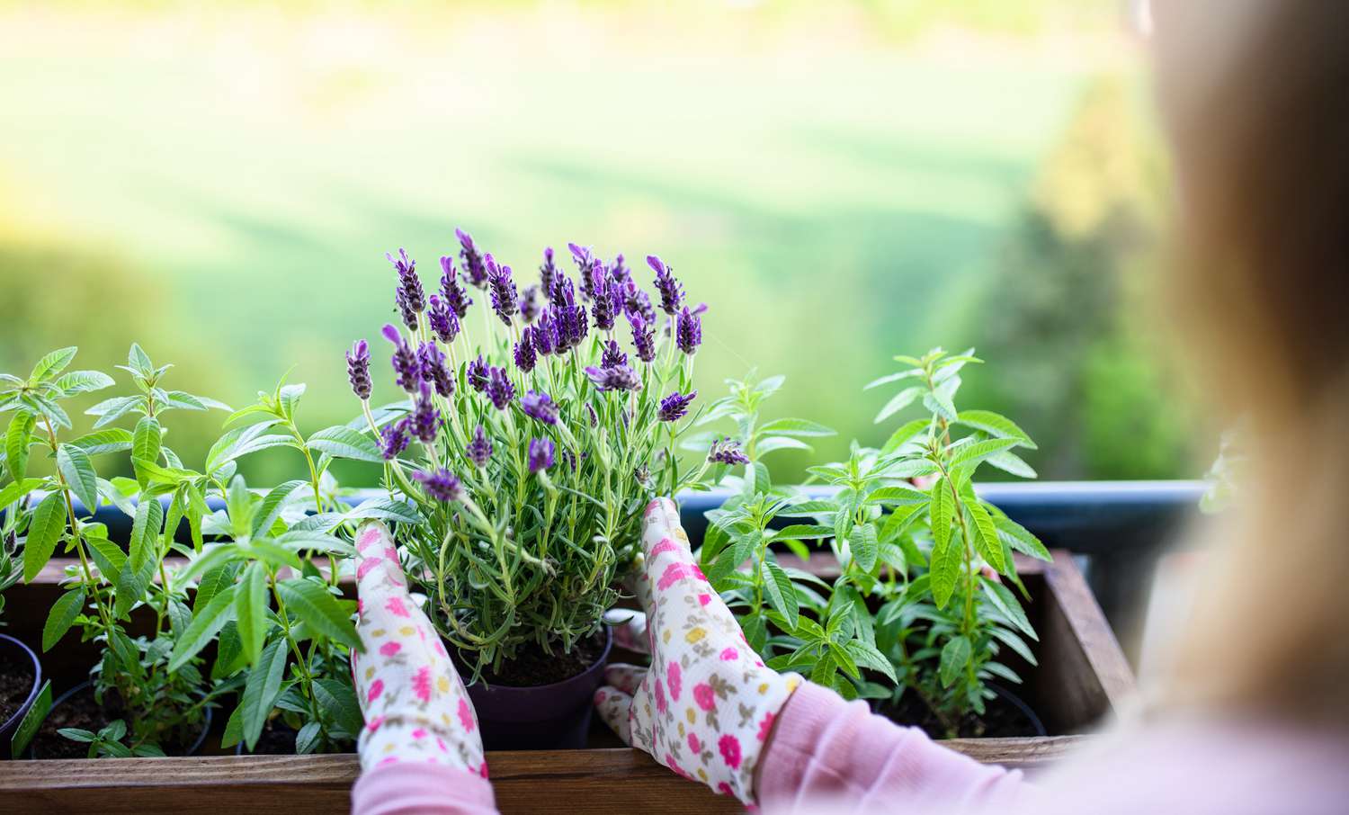 Woman with gloves holding lavender plant