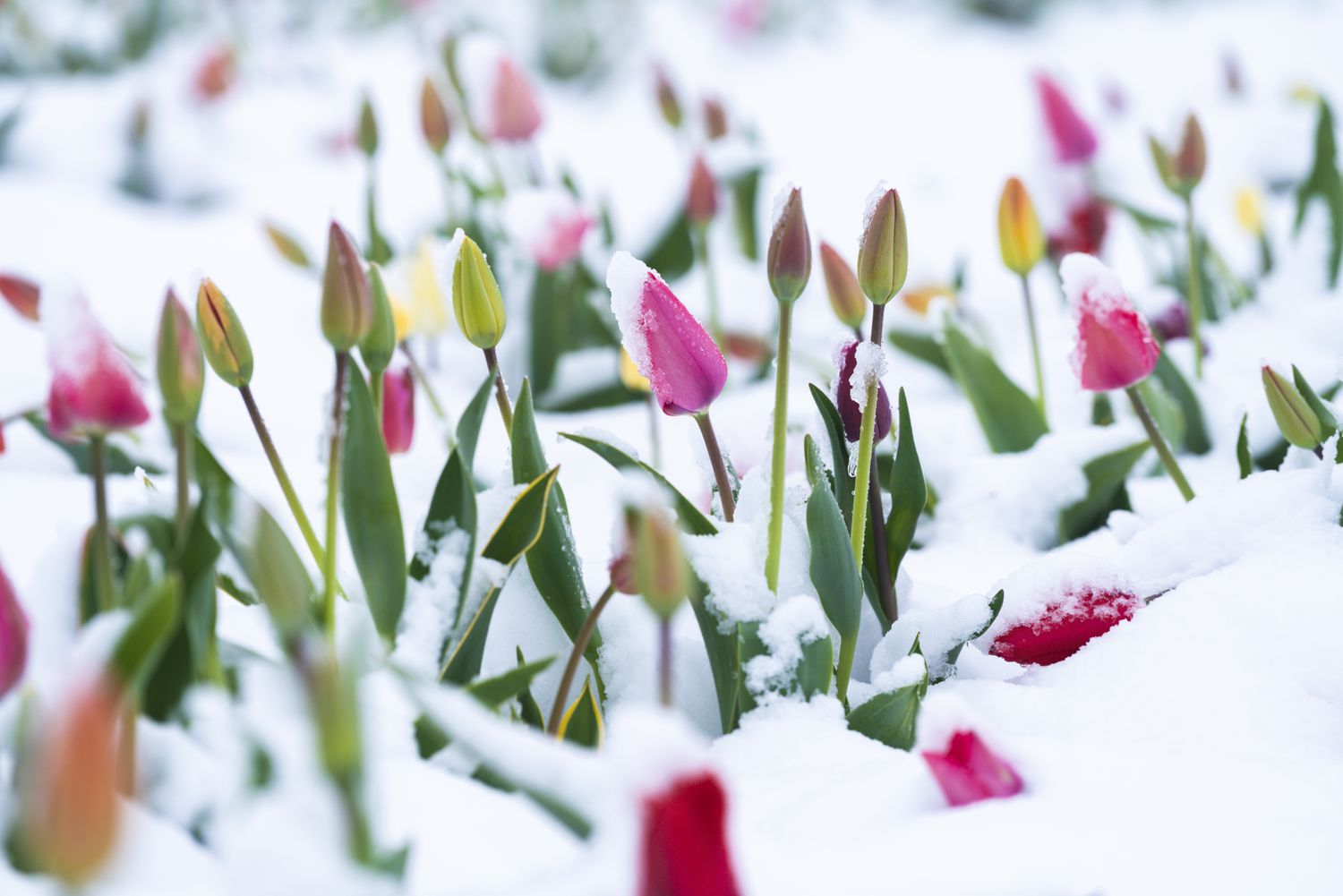 Tulips covered with snow during spring bloom. 